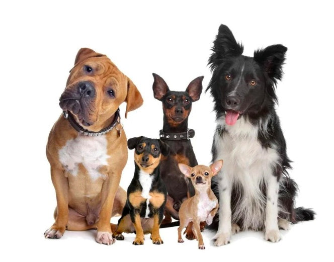Pet Wireless Trainer And Bark Stop Device